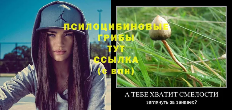 Галлюциногенные грибы Cubensis Туринск